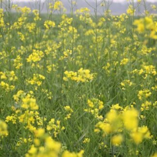 Aromatherapy Shower Steamers